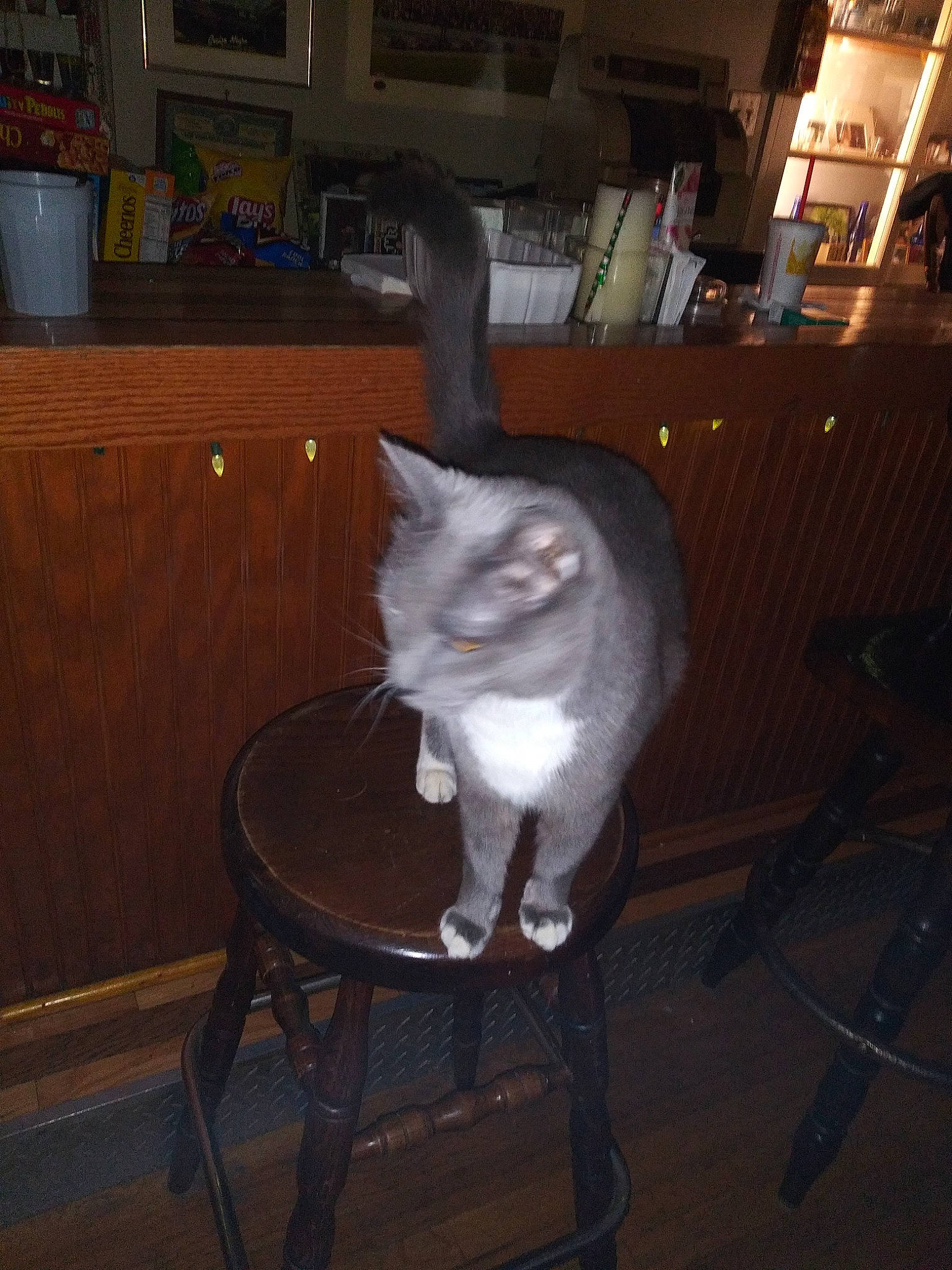 Dale is registered to the contest to win money with this photo: asian, carnivore, cat, felidae, small_to_medium_sized_cats, table, tail, tonkinese, turkish_angora, turkish_van, whiskers