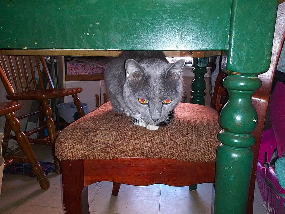 Dale is registered to the contest to win money with this photo: asian, carnivore, cat, chair, chartreux, chausie, domestic_short_haired_cat, felidae, furniture, korat, mammal, russian_blue, small_to_medium_sized_cats, vertebrate, whiskers