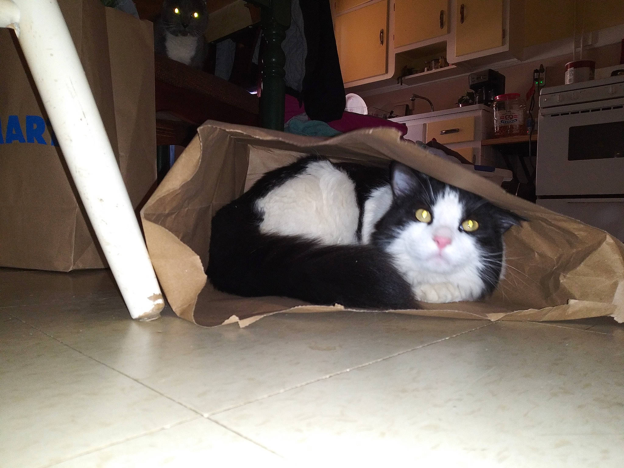 Batman joined the competition — help win amazing prizes! carnivore, cat, domestic_short_haired_cat, felidae, floor, fur, room, small_to_medium_sized_cats, whiskers