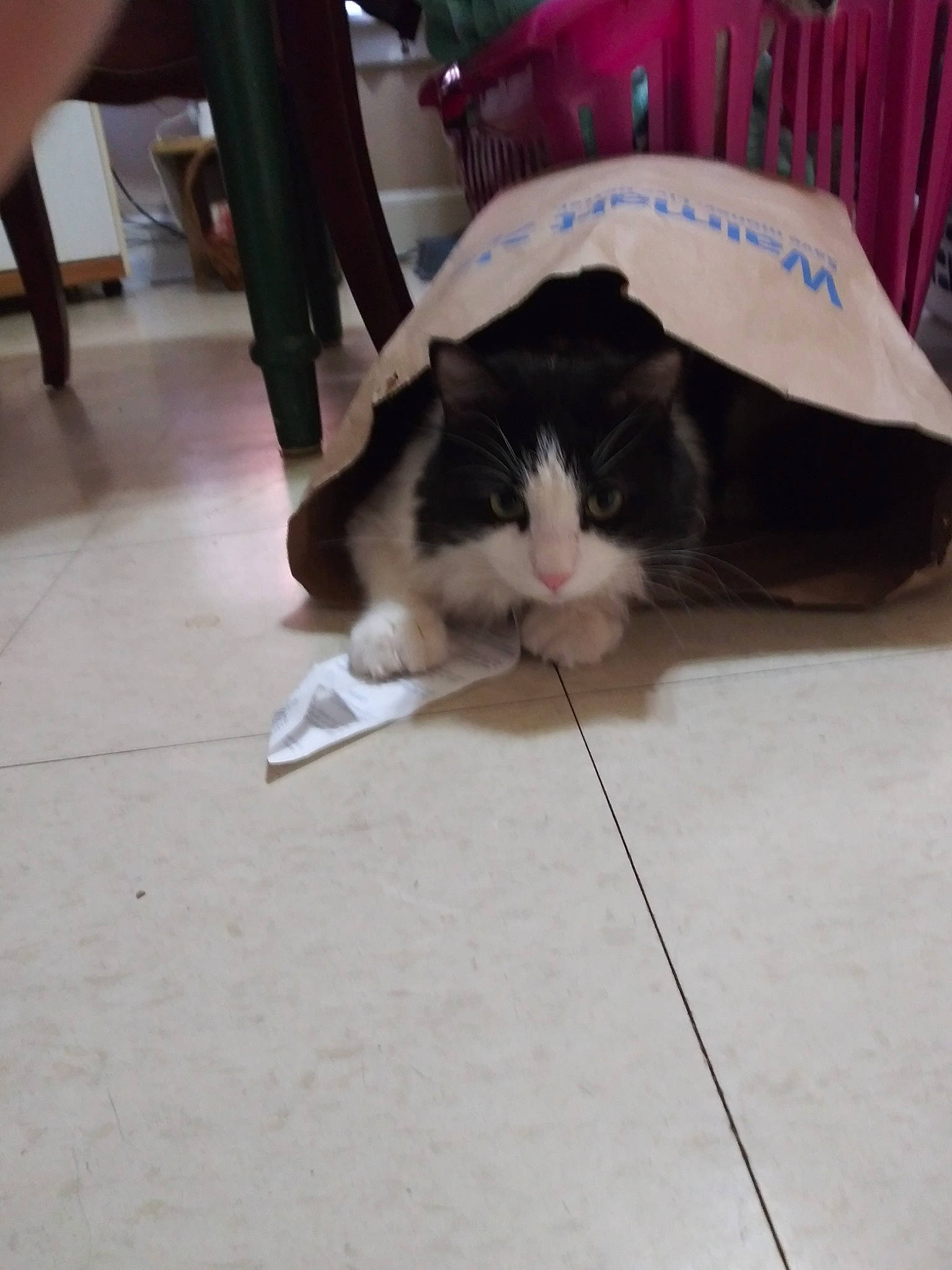 Batman is registered to the contest to win money with this photo: carnivore, cat, ear, felidae, floor, flooring, fur, kitten, leg, skin, small_to_medium_sized_cats, tail, whiskers