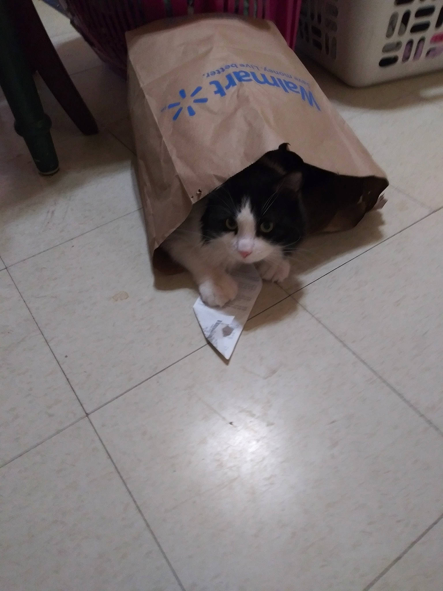 Batman joined the competition — help win amazing prizes! cardboard, carnivore, cat, domestic_short_haired_cat, european_shorthair, felidae, floor, flooring, kitten, paper, paper_product, small_to_medium_sized_cats, tail, whiskers