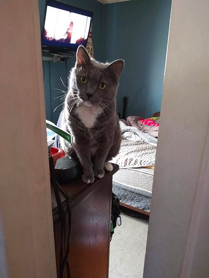 Daytona joined the competition — help win amazing prizes! asian, carnivore, cat, chartreux, domestic_short_haired_cat, european_shorthair, felidae, kitten, korat, mammal, nebelung, russian_blue, small_to_medium_sized_cats, whiskers, window