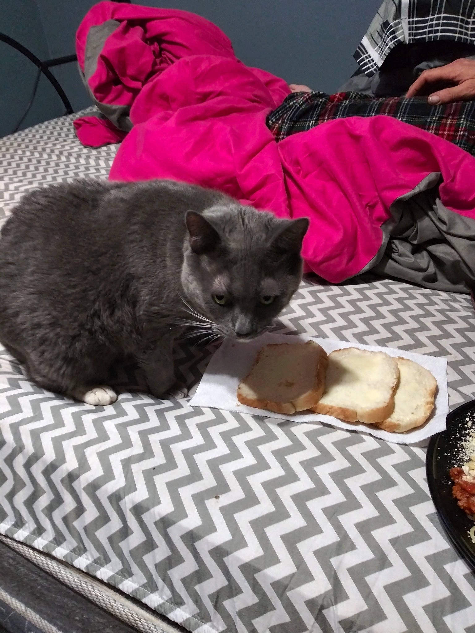 Daytona joined the competition — help win amazing prizes! asian, black_cat, carnivore, cat, chartreux, comfort, domestic_short_haired_cat, european_shorthair, felidae, fur, kitten, korat, nap, russian_blue, sleep, small_to_medium_sized_cats, whiskers