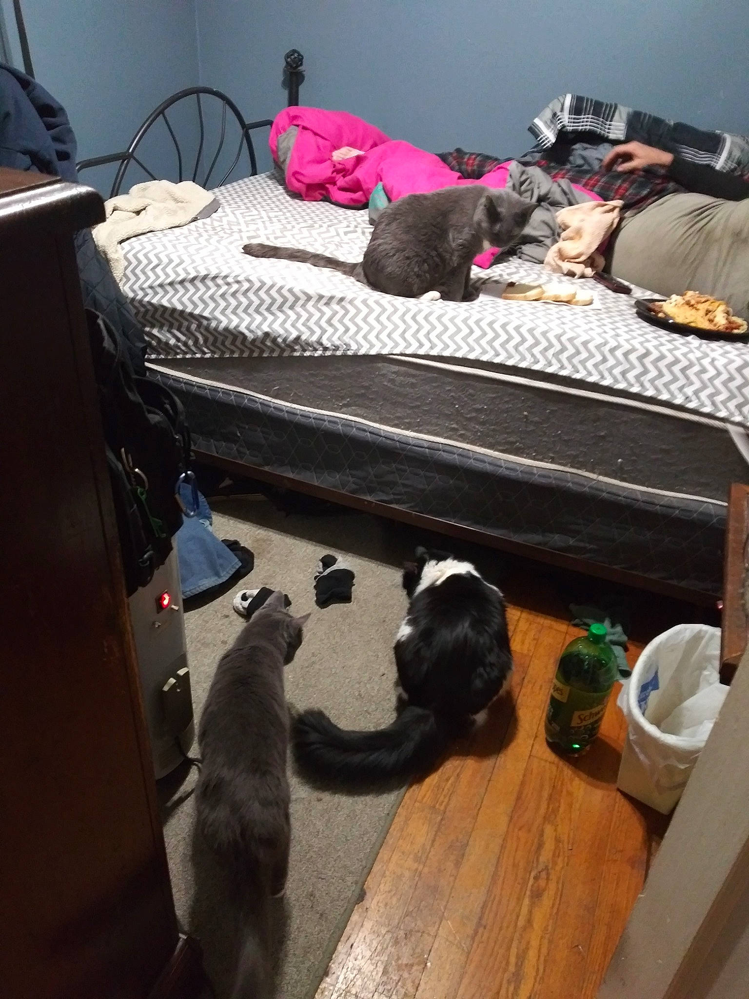 Daytona joined the competition — help win amazing prizes! carnivore, cat, felidae, furniture, kitten, small_to_medium_sized_cats, table