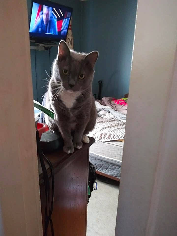 Daytona joined the competition — help win amazing prizes! american_shorthair, asian, burmese, carnivore, cat, chartreux, domestic_short_haired_cat, european_shorthair, fawn, felidae, kitten, korat, russian_blue, small_to_medium_sized_cats, tonkinese, whiskers