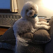 Quincy is registered to the contest to win money with this photo: bichon, bichon_frise, bolognese, canidae, carnivore, companion_dog, dog, dog_breed, goldendoodle, maltese, miniature_poodle, non_sporting_group, poodle, poodle_crossbreed, puppy, snout, sporting_group, standard_poodle, toy_dog, toy_poodle