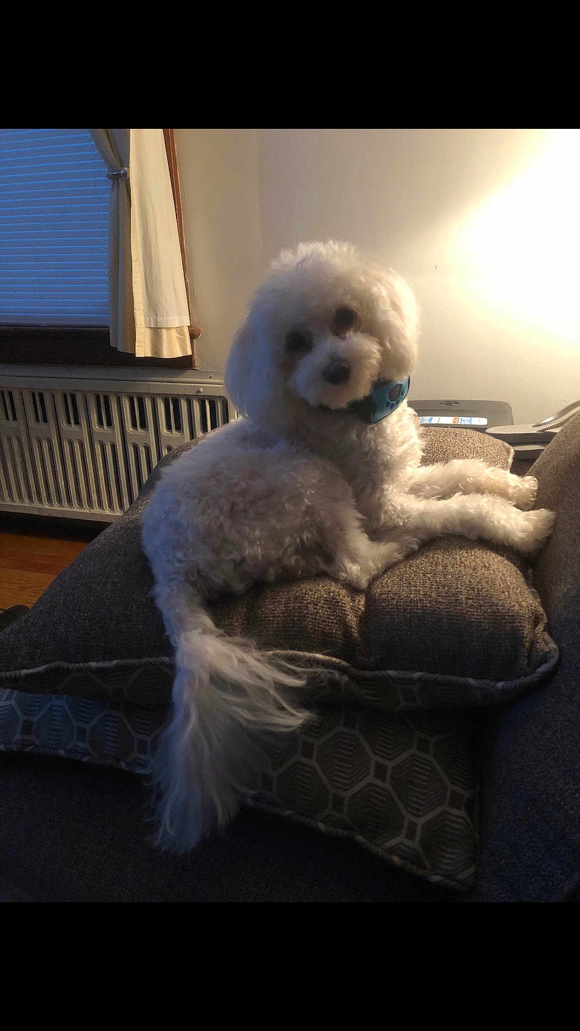 Quincy is registered to the contest to win money with this photo: bichon, bichon_frise, bolognese, canidae, carnivore, companion_dog, dog, dog_breed, goldendoodle, maltese, miniature_poodle, non_sporting_group, poodle, poodle_crossbreed, puppy, snout, sporting_group, standard_poodle, toy_dog, toy_poodle