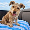dog, pet, animal, scruffy, wire_hair, brown, sitting, tongue_out, head_tilt, portrait, outdoor, patio, cushion, striped_blanket, furniture, wicker, sky, clouds, daylight, happy