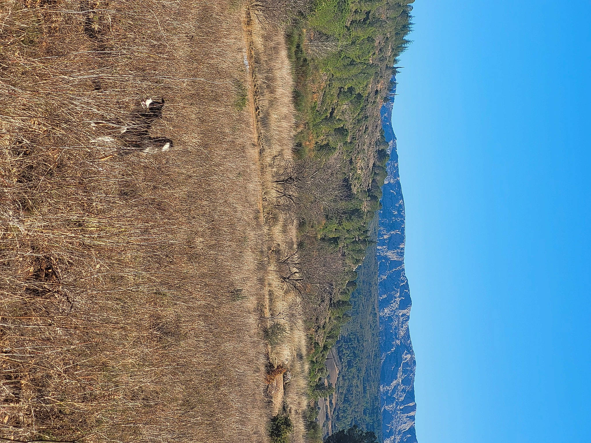 Willow a rejoint le concours — aidez-le/la à gagner de superbes lots ! bedrock, concrete, electric_blue, escarpment, facade, formation, grass, landscape, outcrop, plant, rock, shadow, sky, slope, soil, tree, trunk, wood