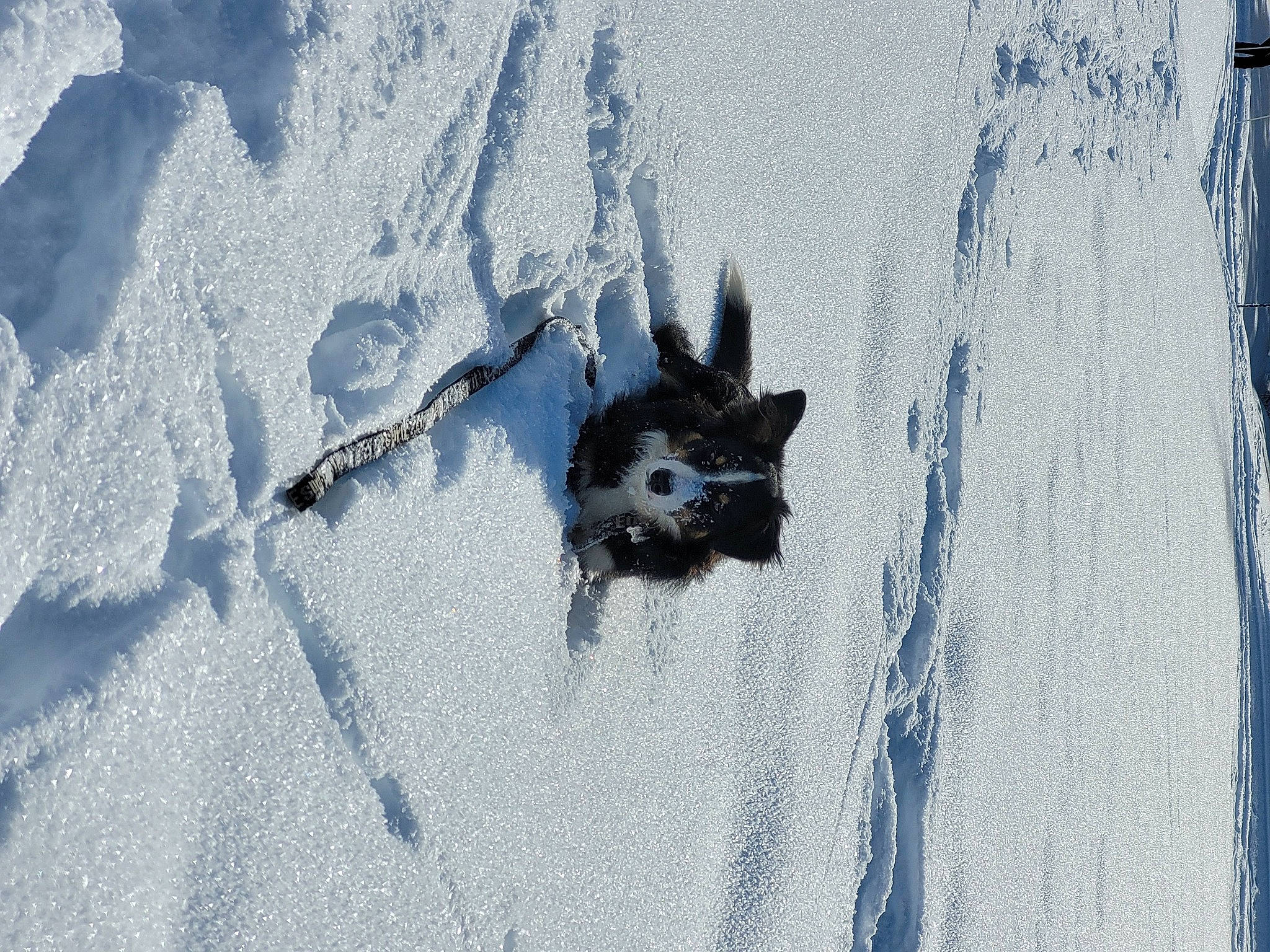 Willow participe au concours pour gagner de l'argent avec cette photo : azure, dog, dog_breed, electric_blue, foot, freezing, fur, grey, landscape, pattern, paw, plant, road_surface, shadow, snow, tail, tree, trunk, winter, wood