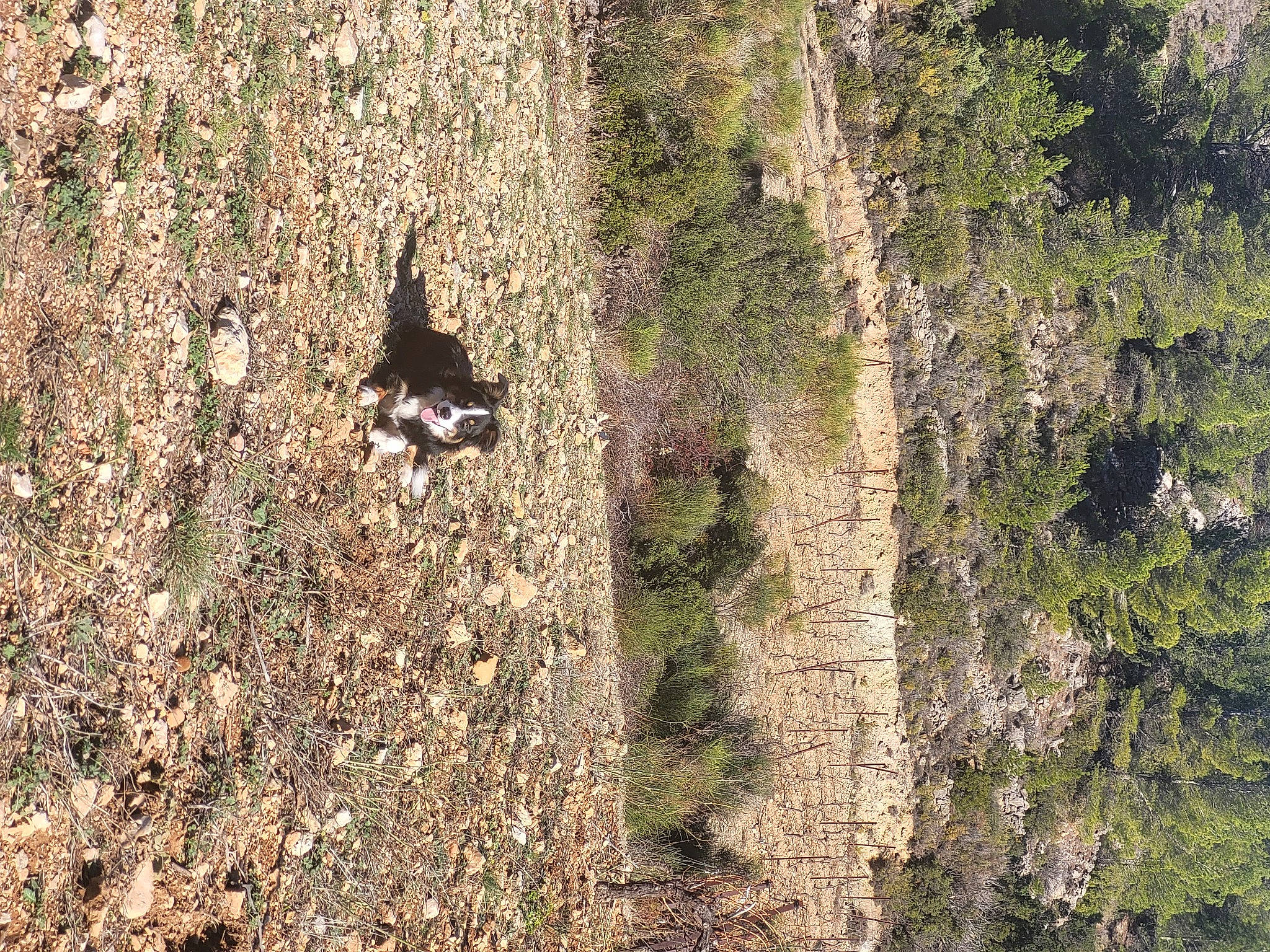 Willow participe au concours pour gagner de l'argent avec cette photo : adventure, bedrock, escarpment, fault, forest, formation, grass, jungle, landscape, outcrop, plant, recreation, rock, slope, soil, temperate_broadleaf_and_mixed_forest, tree, trunk, wood, woodland