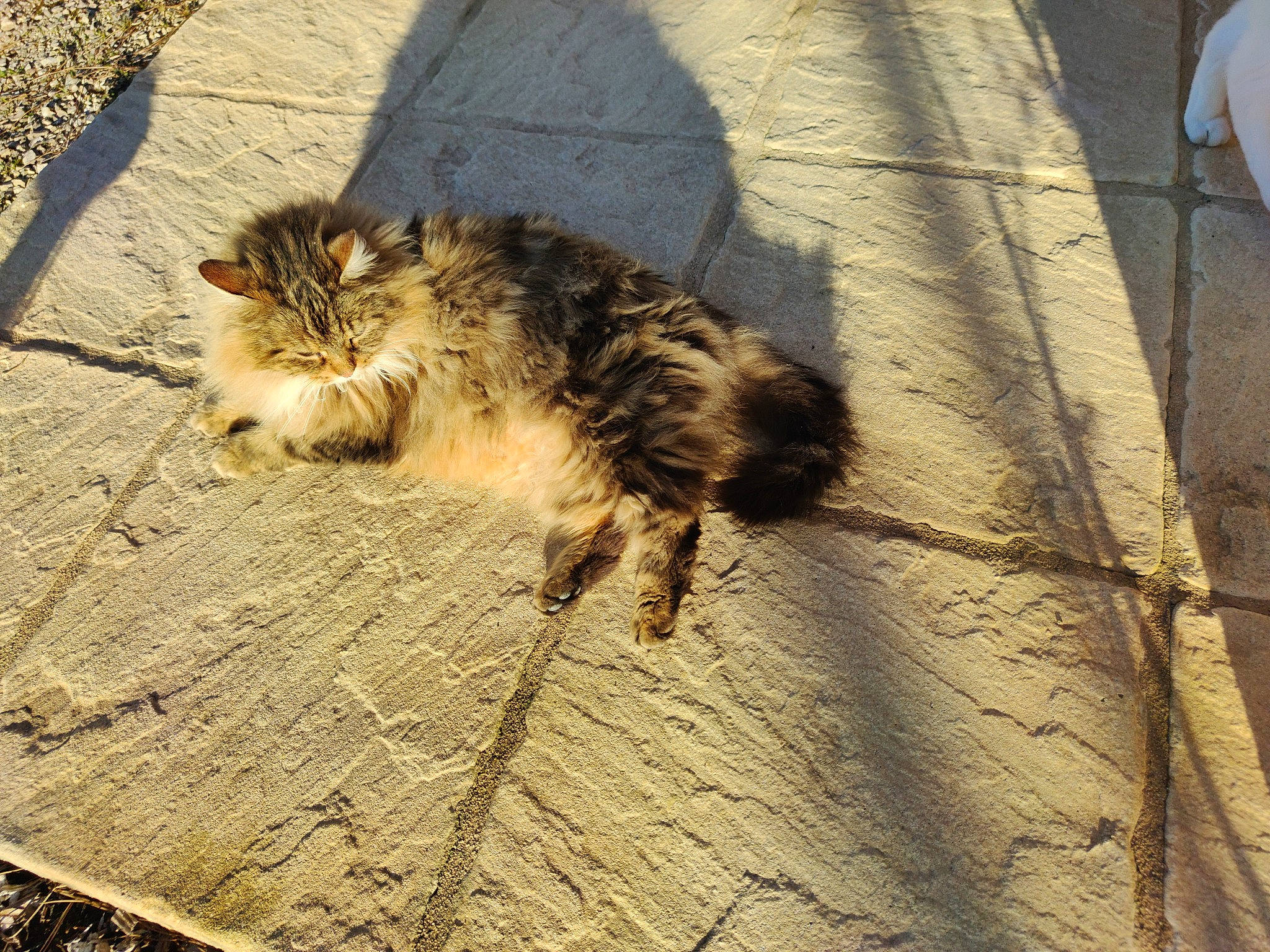 Guetty participe au concours pour gagner de l'argent avec cette photo : asphalt, carnivore, cat, claw, domestic_short_haired_cat, eye, felidae, flooring, fur, grass, paw, road_surface, shadow, small_to_medium_sized_cats, snout, soil, tail, terrestrial_animal, whiskers, wood