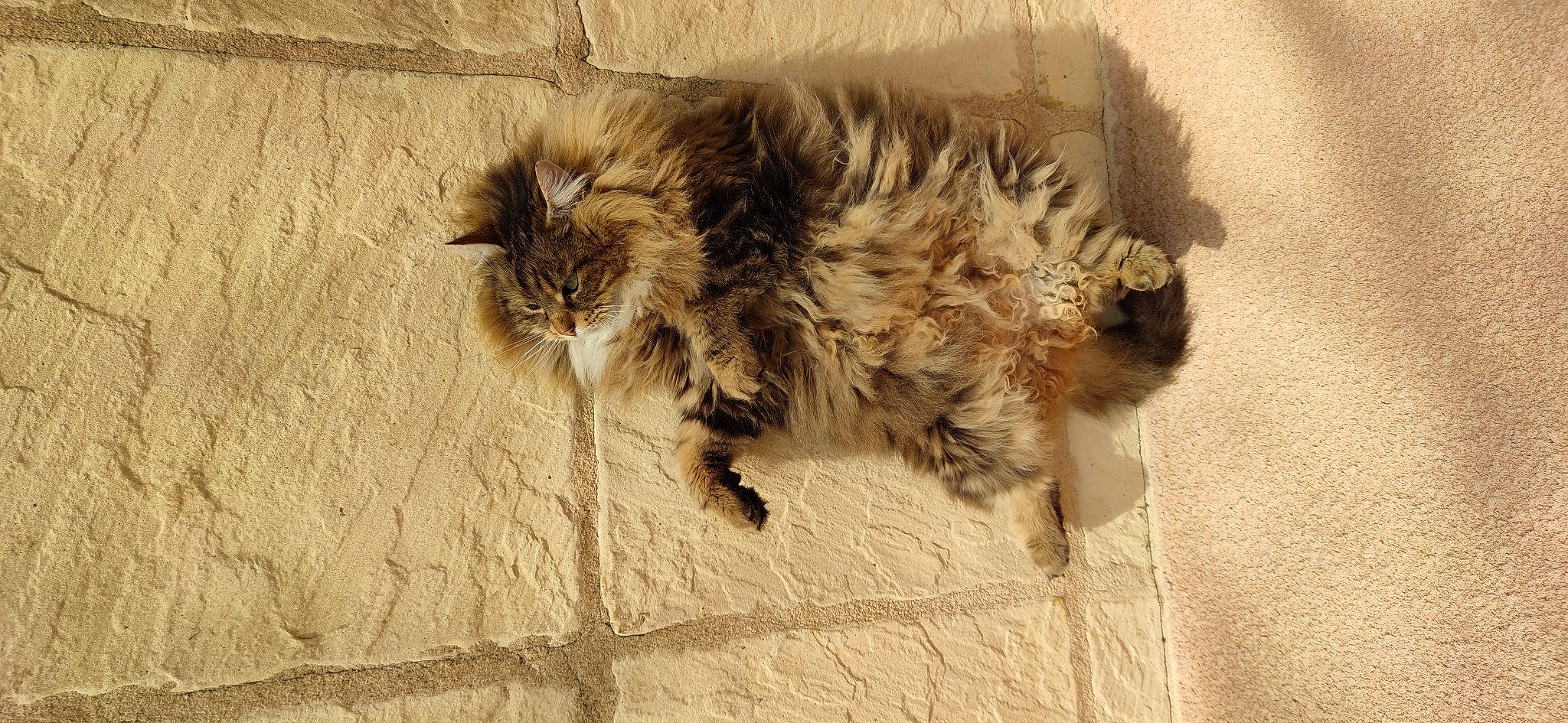 Guetty a rejoint le concours — aidez-le/la à gagner de superbes lots ! carnivore, cat, claw, domestic_short_haired_cat, eye, fawn, felidae, flooring, fur, grey, hardwood, paw, road_surface, small_to_medium_sized_cats, snout, tail, terrestrial_animal, whiskers, wildlife, wood