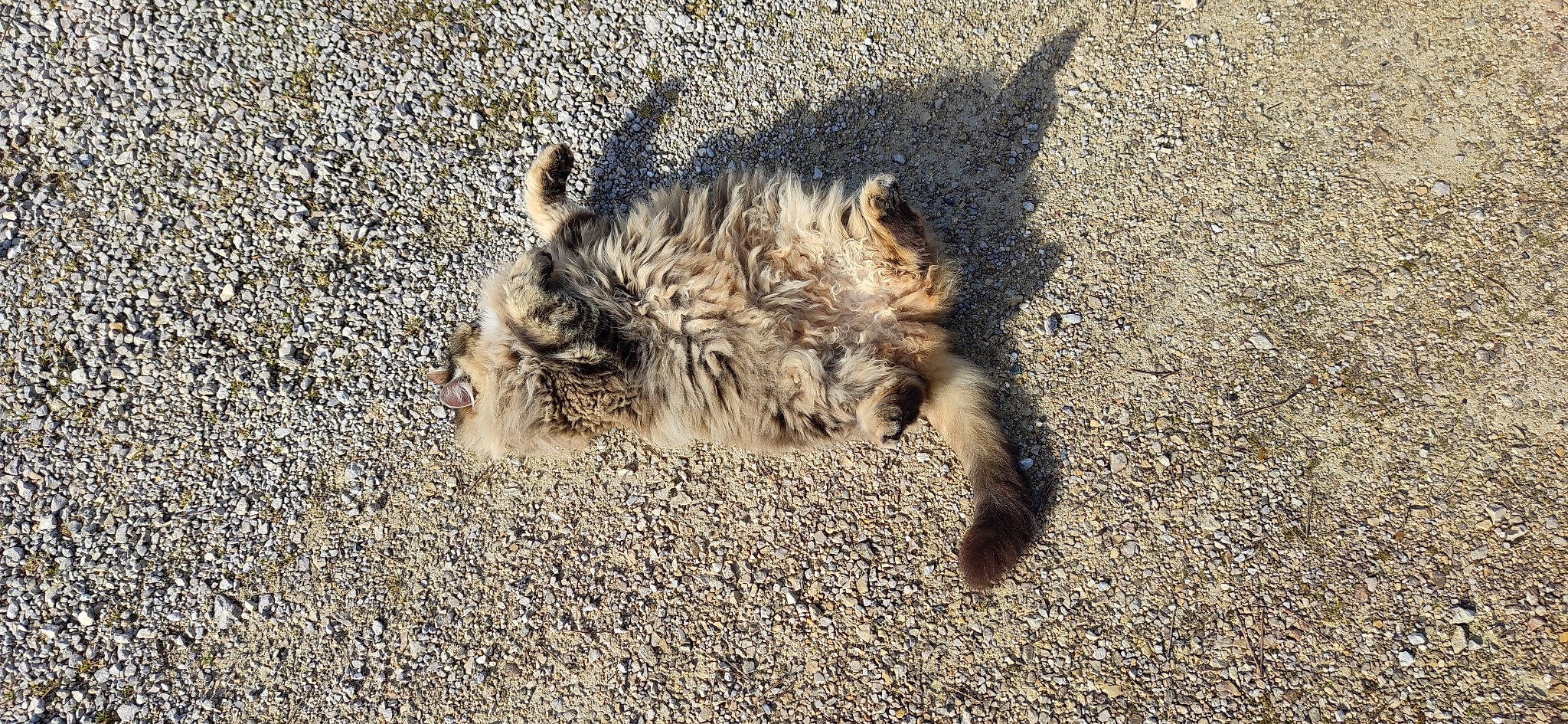 Guetty a rejoint le concours — aidez-le/la à gagner de superbes lots ! asphalt, carnivore, cat, claw, domestic_short_haired_cat, felidae, fur, paw, road_surface, sand, shadow, small_to_medium_sized_cats, snout, soil, tail, terrestrial_animal, whiskers, wildlife