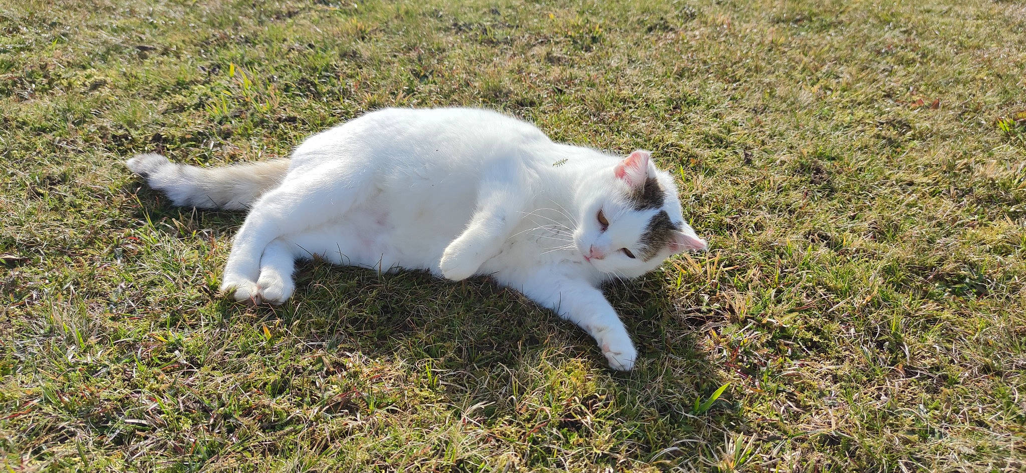 Mimie participe au concours pour gagner de l'argent avec cette photo : carnivore, cat, fawn, felidae, fur, grass, grassland, groundcover, herbaceous_plant, pasture, plant, small_to_medium_sized_cats, tail, terrestrial_animal, whiskers