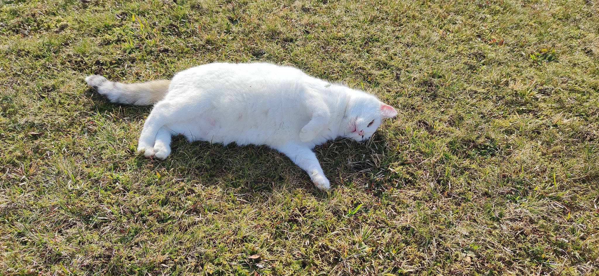 Mimie participe au concours pour gagner de l'argent avec cette photo : canidae, carnivore, cat, fawn, felidae, fur, grass, grassland, groundcover, herbaceous_plant, pasture, paw, plant, small_to_medium_sized_cats, soil, sporting_group, tail, terrestrial_animal, whiskers