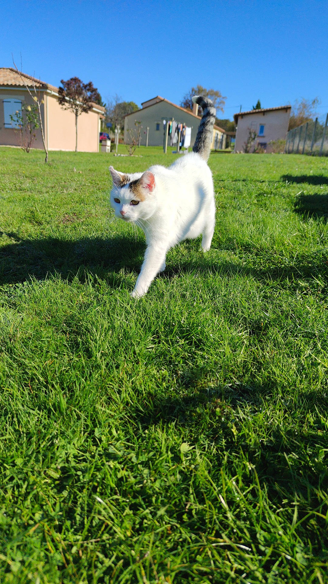 Mimie a rejoint le concours — aidez-le/la à gagner de superbes lots ! carnivore, cat, fawn, felidae, grass, grass_family, grassland, groundcover, house, landscape, lawn, pasture, plant, shrub, sky, small_to_medium_sized_cats, tail, tree, whiskers, window