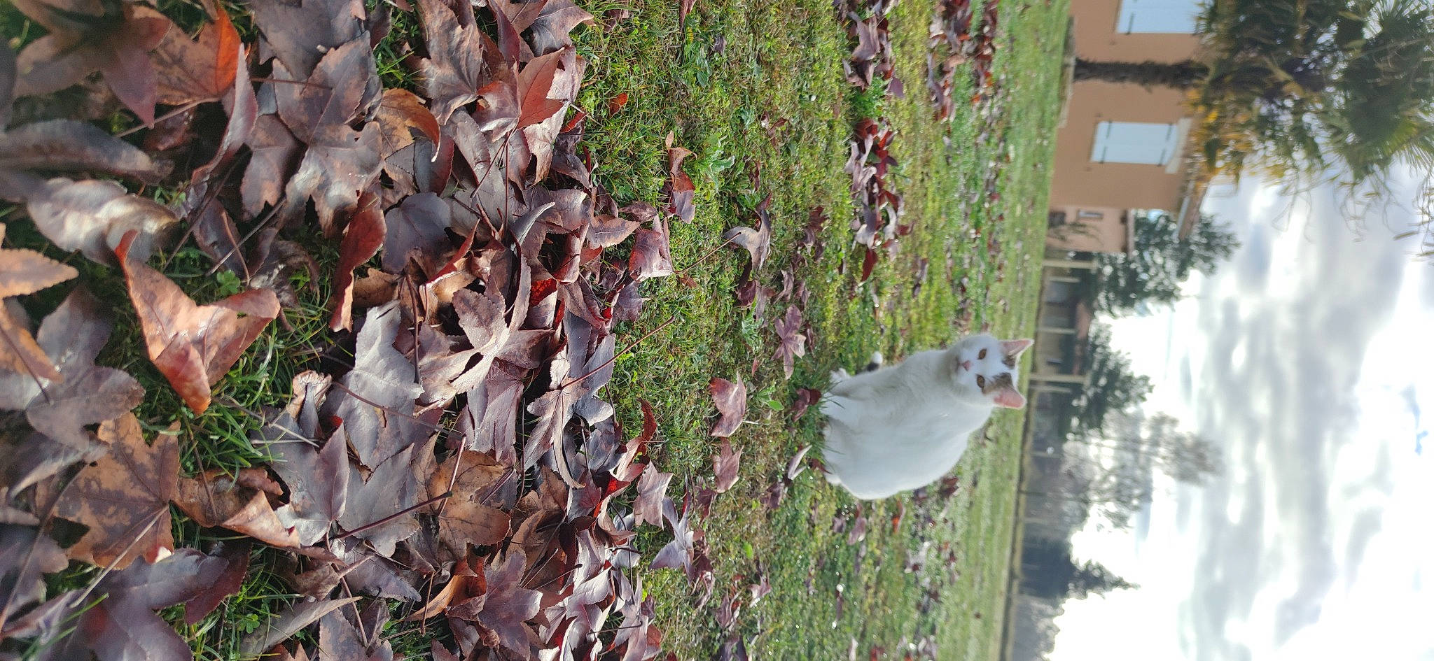 Mimie participe au concours pour gagner de l'argent avec cette photo : annual_plant, beak, bird, building, feather, flowering_plant, grass, groundcover, herb, house, plant, shrub, tail, tree, twig, water, winter, wood