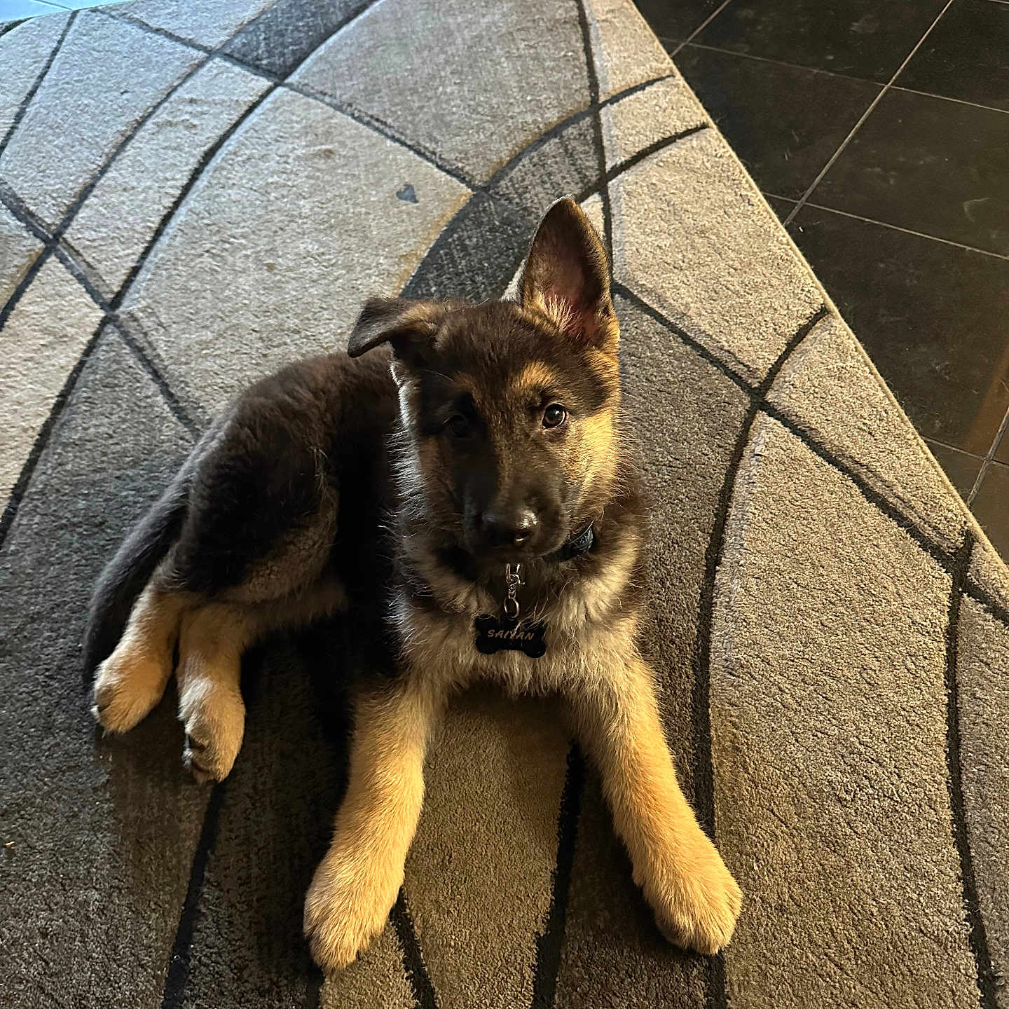 Saiyan joined the competition — help win amazing prizes! animal, canine, cat, dog, flagstone, germanshepherd, path, person, pet, policedog, puppy, slate, terrier, tile, walkway