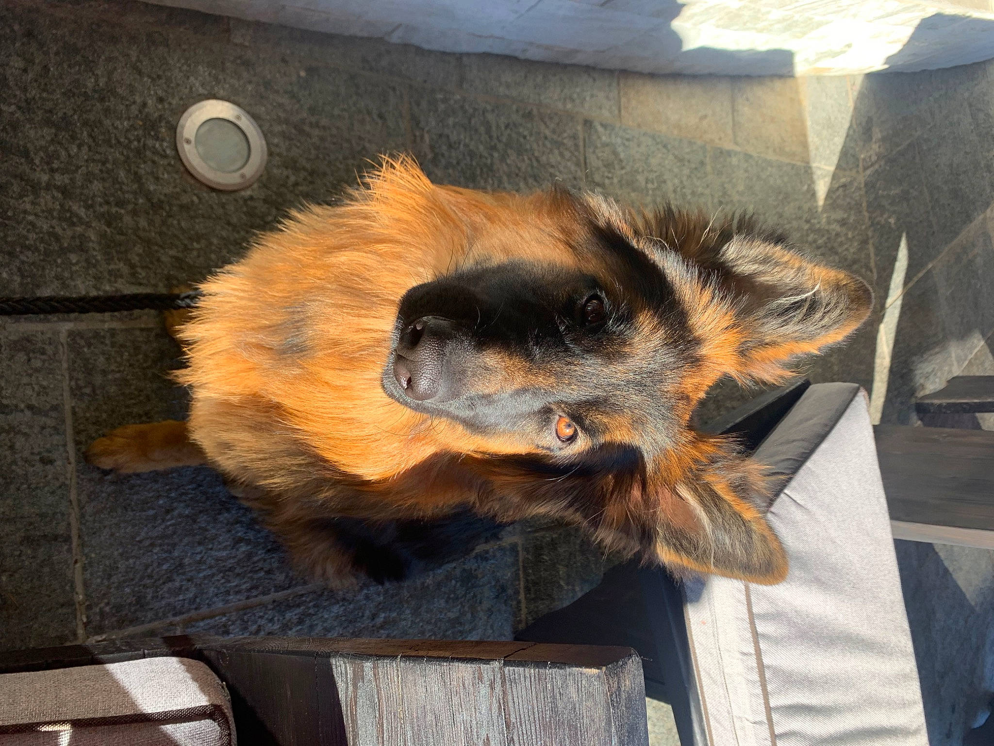 Etna participe au concours pour gagner de l'argent avec cette photo : art, canidae, claw, flooring, fur, natural_material, tail, terrestrial_animal, visual_arts, wildlife, wing, wood