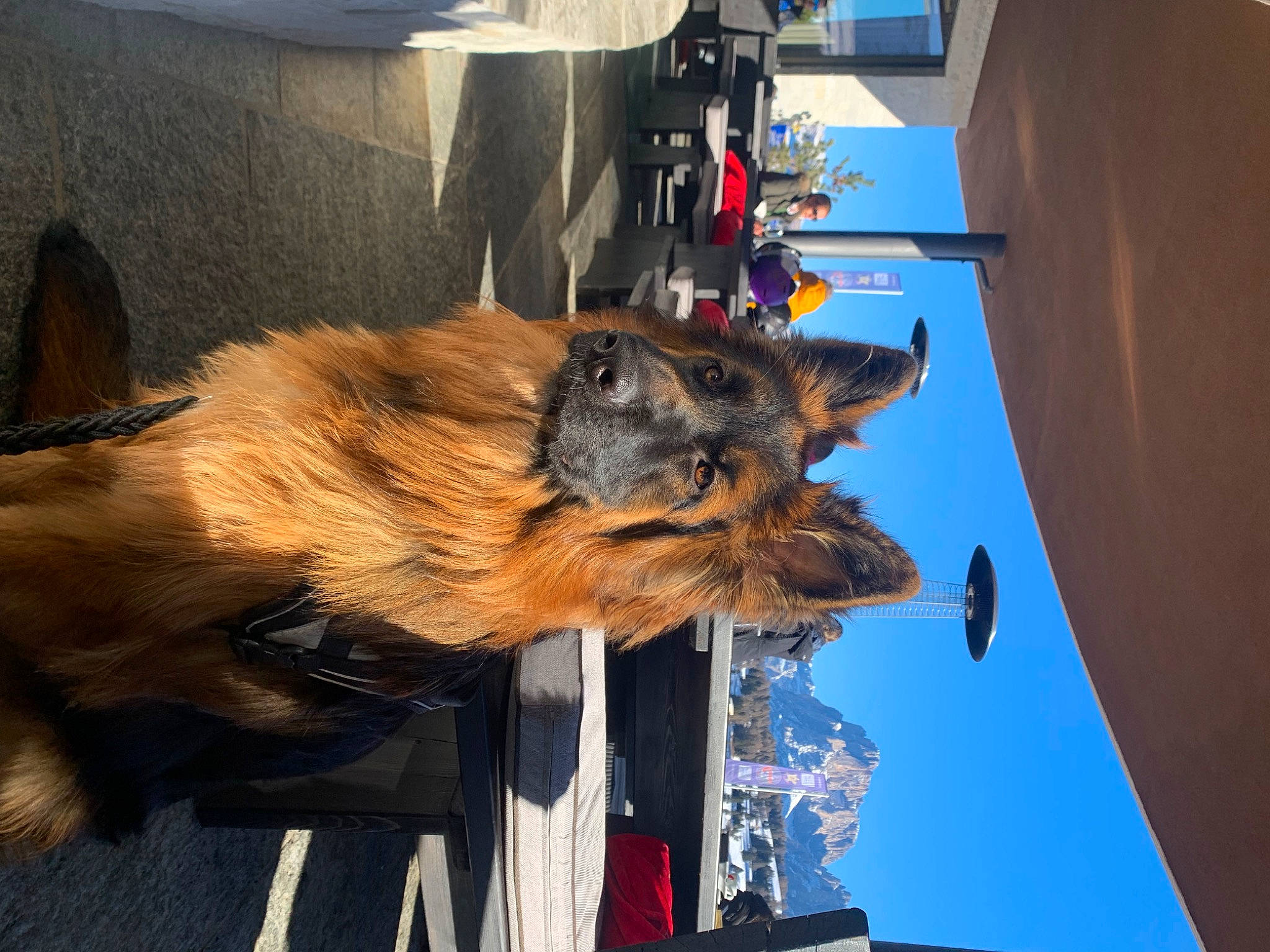 Etna a rejoint le concours — aidez-le/la à gagner de superbes lots ! canidae, carnivore, collar, companion_dog, dog, dog_breed, electric_blue, fur, sky, snout, sporting_group