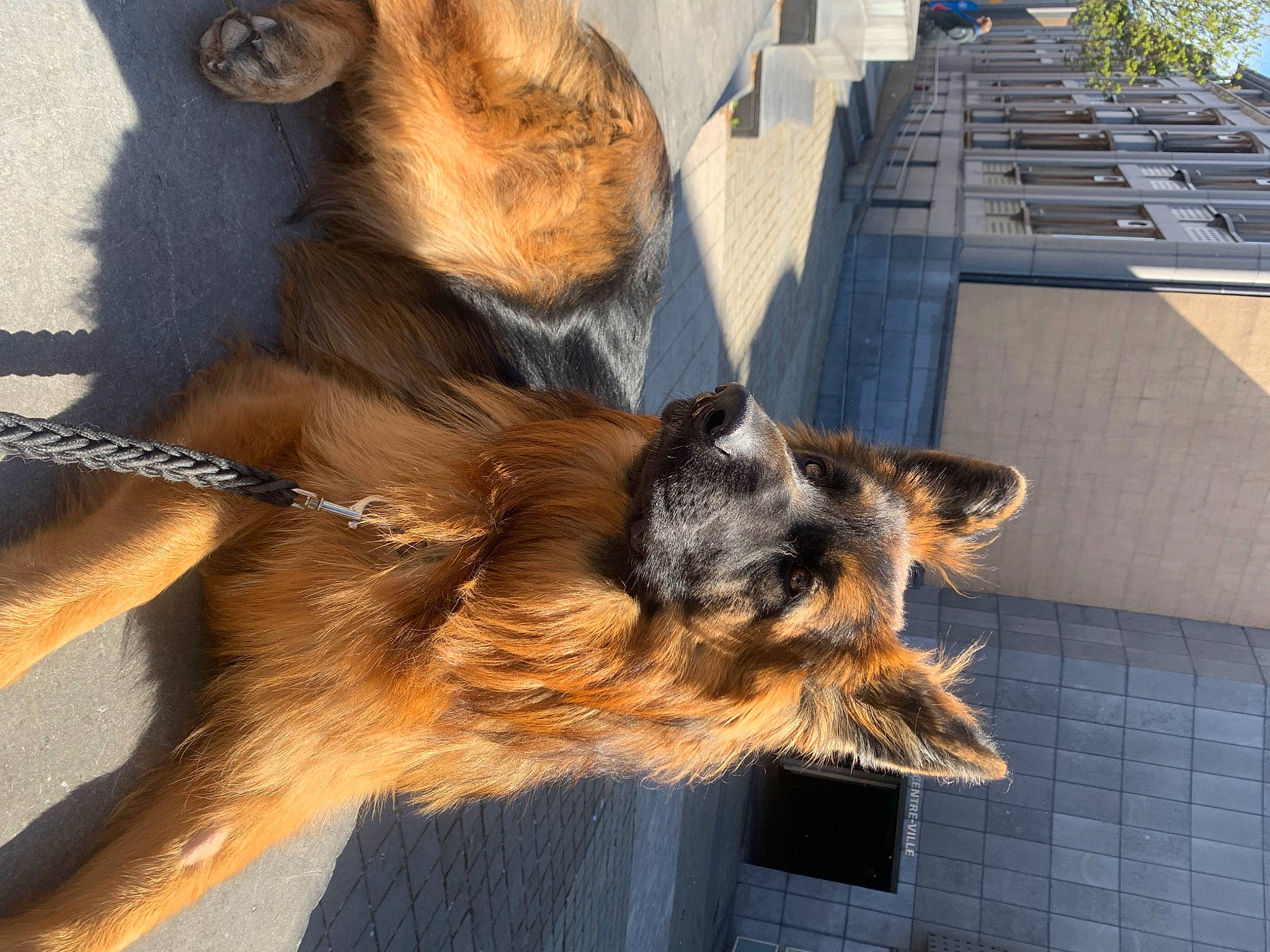 Etna a rejoint le concours — aidez-le/la à gagner de superbes lots ! building, canidae, carnivore, claw, companion_dog, dog_breed, fawn, felidae, fur, heat, plant, snout, sporting_group, tail, terrestrial_animal, tree, whiskers, wildlife, window, wood