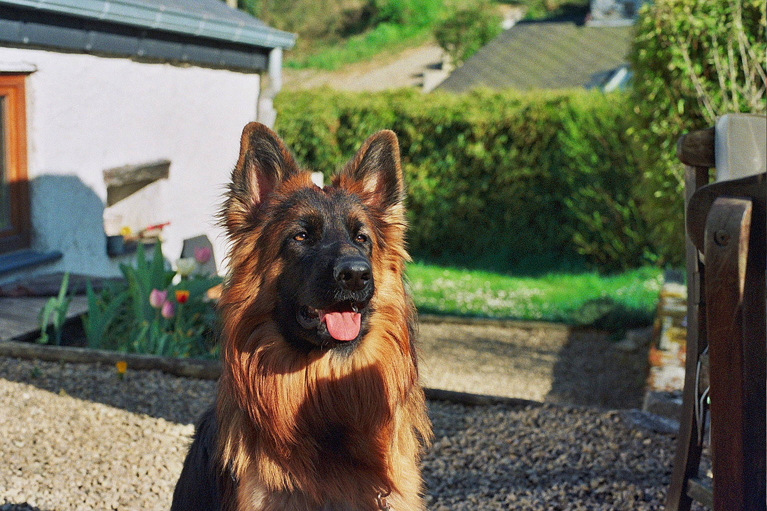 Etna a rejoint le concours — aidez-le/la à gagner de superbes lots ! canidae, carnivore, companion_dog, dog, dog_breed, east_european_shepherd, german_shepherd_dog, grass, guard_dog, herding_dog, king_shepherd, old_german_shepherd_dog, plant, snout, sporting_group, tervuren, working_dog