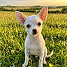 puppy, dog, white_dog, chihuahua, pet, animal, sitting, meadow, wildflowers, grass, flowers, countryside, outdoor, sunset, golden_light, portrait, close_up, large_ears, cute, nature