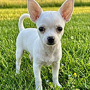 Deva is registered to the contest to win money with this photo: dog, chihuahua, puppy, white_dog, small_dog, standing, grass, meadow, outdoor, nature, animal, pet, portrait, close_up, ears, tail, greenery, sunlight, hills, cute