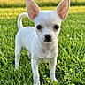 dog, chihuahua, puppy, white_dog, small_dog, standing, grass, meadow, outdoor, nature, animal, pet, portrait, close_up, ears, tail, greenery, sunlight, hills, cute