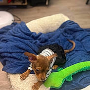 Hazel Carmichael joined the competition — help win amazing prizes! dog, puppy, bed, blanket, plush_toy, blue_blanket, striped_shirt, black_skirt, wooden_floor, pet_bed, cute, small_dog, indoor, cozy, animal, ears, tail, paw, soft, resting