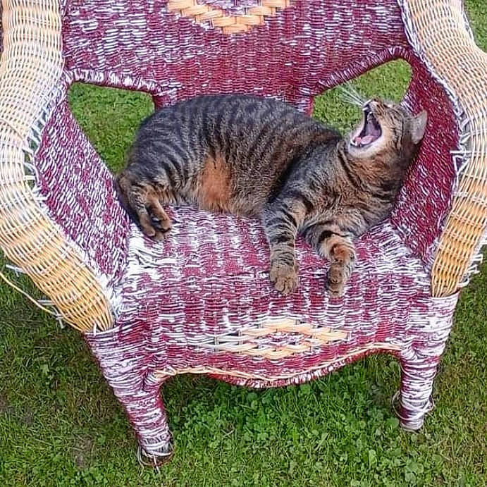 Pacha a rejoint le concours — aidez-le/la à gagner de superbes lots ! art, carnivore, cat, chair, comfort, domestic_short_haired_cat, fawn, felidae, fur, grass, groundcover, pattern, plant, purple, sitting, small_to_medium_sized_cats, tail, terrestrial_animal, whiskers, wildlife