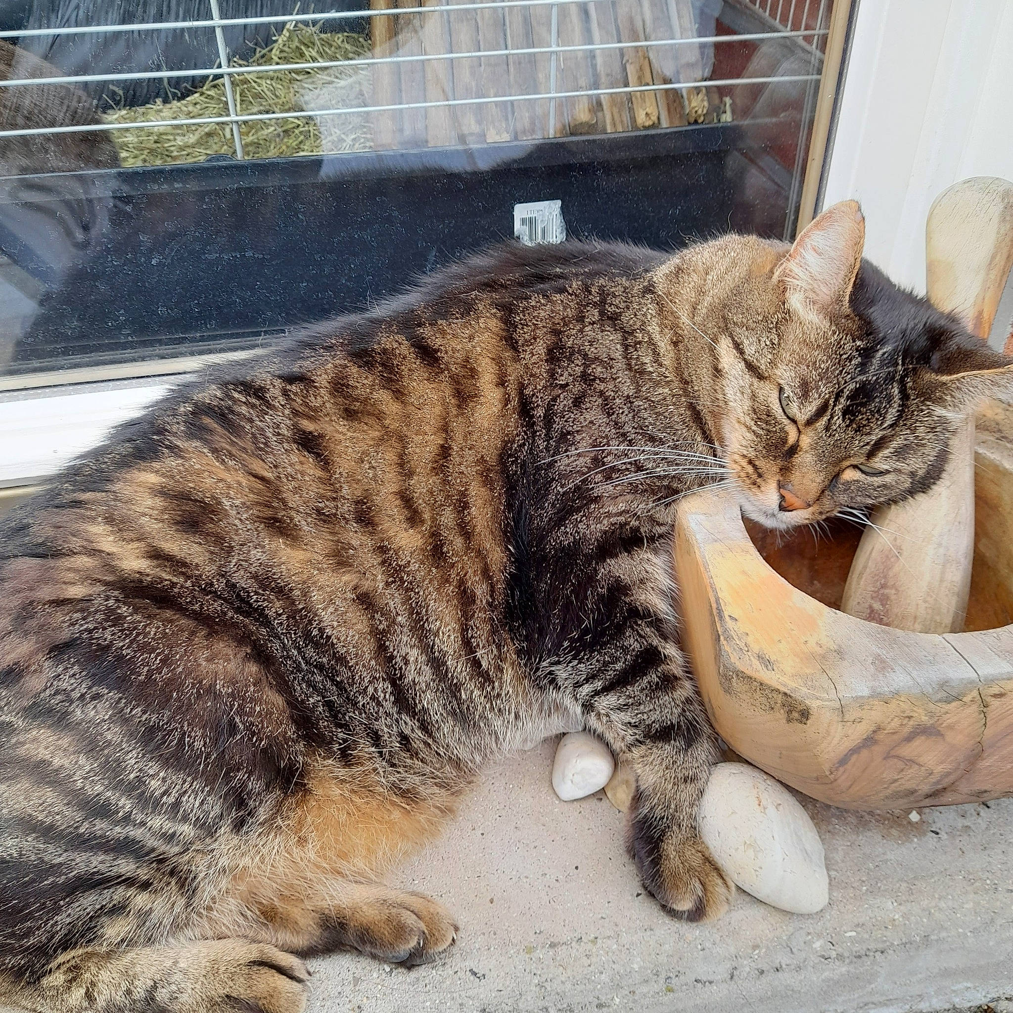 Pacha participe au concours pour gagner de l'argent avec cette photo : art, carnivore, cat, claw, comfort, domestic_short_haired_cat, felidae, fur, mammal, mesh, paw, sitting, small_to_medium_sized_cats, snout, tail, terrestrial_animal, vertebrate, whiskers