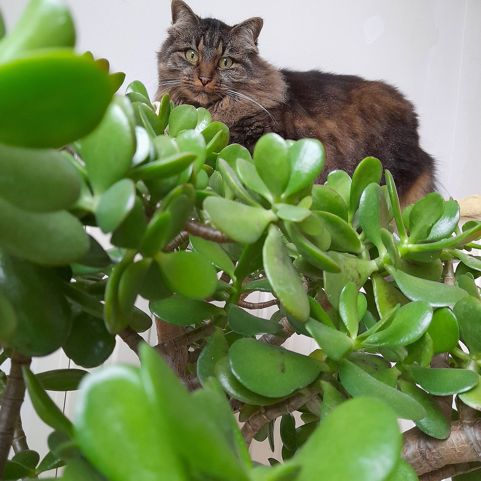 Douce participe au concours pour gagner de l'argent avec cette photo : carnivore, cat, cat_supply, domestic_short_haired_cat, felidae, flowering_plant, flowerpot, fur, grass, groundcover, herb, houseplant, leaf, plant, small_to_medium_sized_cats, snout, tail, terrestrial_animal, terrestrial_plant, whiskers