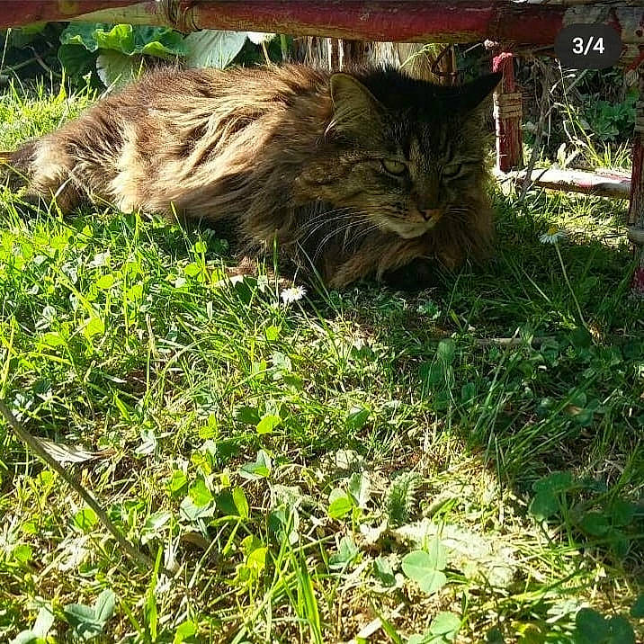 Douce participe au concours pour gagner de l'argent avec cette photo : carnivore, cat, domestic_short_haired_cat, felidae, fur, grass, grassland, groundcover, herb, herbaceous_plant, plant, small_to_medium_sized_cats, soil, tail, terrestrial_animal, vertebrate, whiskers, wildlife