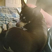 Jaz is registered to the contest to win money with this photo: dog, bed, blanket, indoor, pet, curious, looking_back, ears, fur, animal, resting, cozy, window_light, shadow, domestic, companion, canine, relaxed, home, sleepy