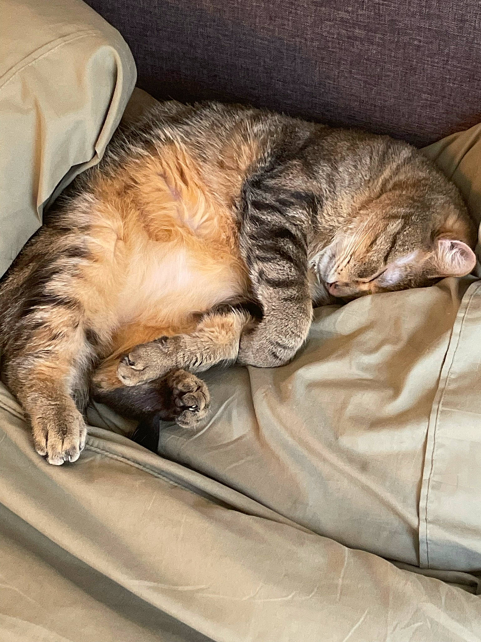 Kitty joined the competition — help win amazing prizes! bed, carnivore, cat, claw, comfort, domestic_short_haired_cat, eye, fawn, felidae, fur, human_leg, leg, linens, nap, paw, small_to_medium_sized_cats, snout, tail, textile, whiskers