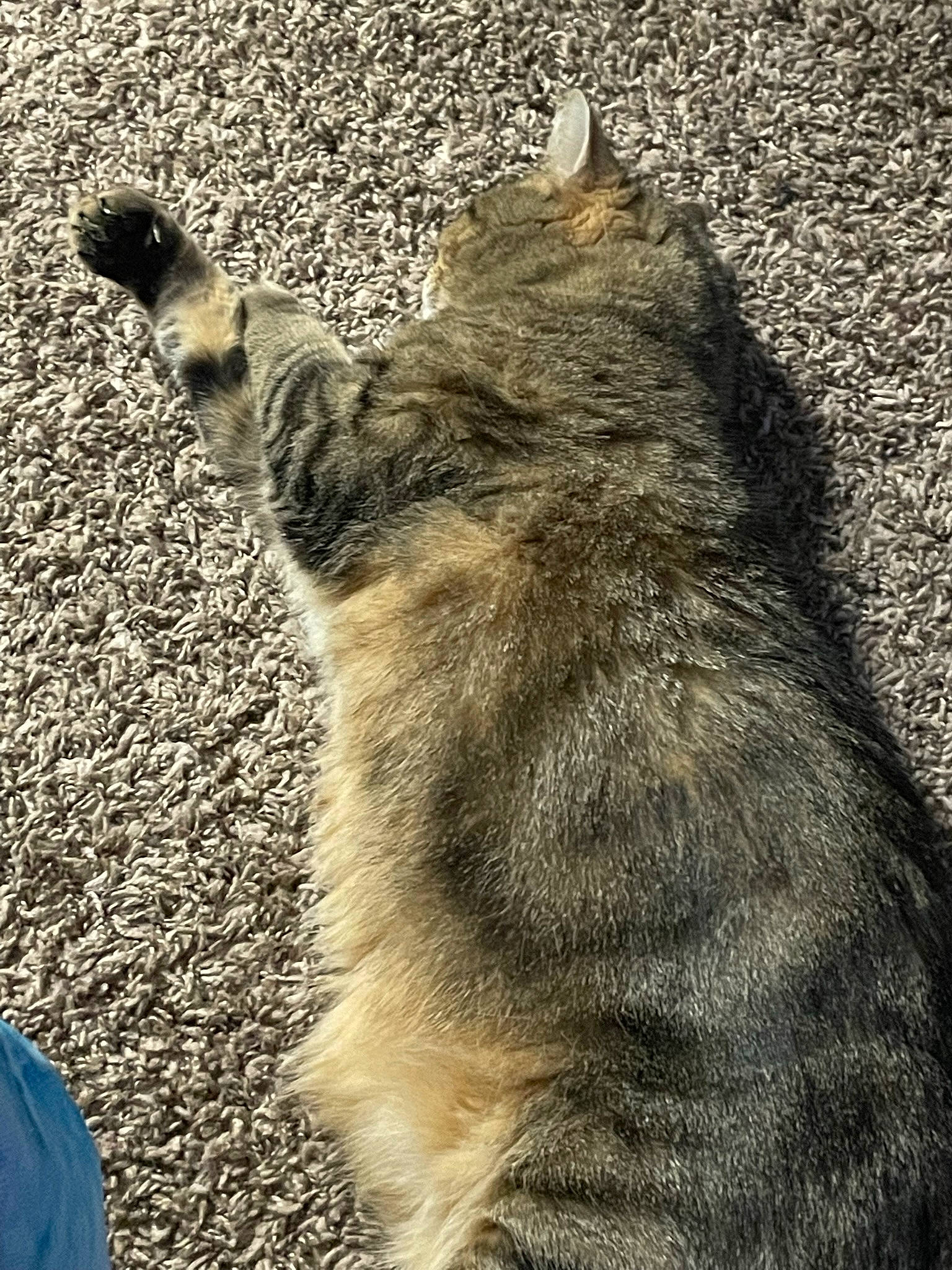 Kitty is registered to the contest to win money with this photo: carnivore, cat, claw, domestic_short_haired_cat, felidae, fur, grass, grey, monochrome, monochrome_photography, paw, road_surface, shadow, small_to_medium_sized_cats, snout, soil, tail, terrestrial_animal, whiskers, wildlife