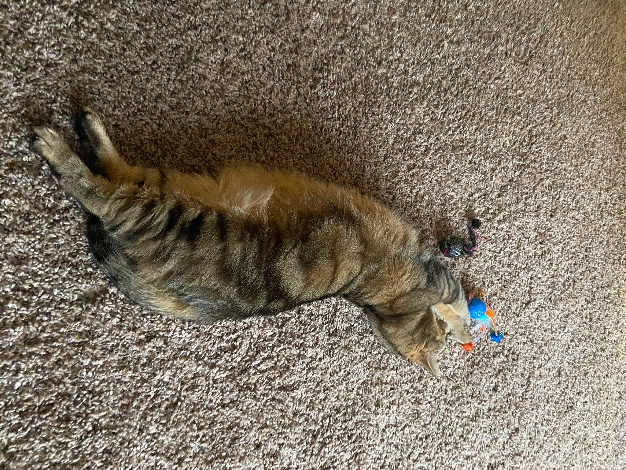 Kitty is registered to the contest to win money with this photo: asphalt, canidae, carnivore, cat, claw, domestic_short_haired_cat, fawn, felidae, fur, mammal, paw, road_surface, small_to_medium_sized_cats, snout, soil, tail, terrestrial_animal, vertebrate, whiskers, wood