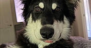 Hugo is registered to the contest to win money with this photo: dog, black_and_white, fluffy, ears, tongue, pet, indoor, blanket, fur, collar, closeup, cute, animal, canine, laying_down, bedroom, soft, relaxed, portrait, domestic