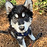 puppy, dog, animal, outdoor, pine_needles, greenery, pet, cute, fluffy, black_and_white, leash, harness, sitting, looking_up, ears, face, eyes, nature, young, portrait