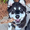 Hugo is registered to the contest to win money with this photo: puppy, dog, black_and_white, stick, leash, ears, outdoor, concrete, greenery, pine_straw, happy, pet, playful, close_up, young_animal, canine, fur, collar, person, boots