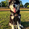 Hugo joined the competition — help win amazing prizes! dog, puppy, outdoor, grass, harness, tongue_out, happy, pet, canine, sunlight, blue_sky, nature, animal, sitting, fur, ears, playful, daytime, field, collar