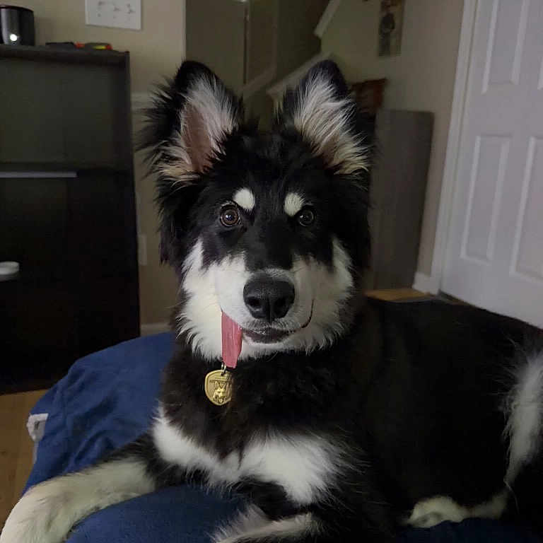 Hugo is registered to the contest to win money with this photo: dog, black_and_white, tongue_out, pet, indoor, blanket, fur, ears, collar, medallion, home, floor, door, stairs, furniture, resting, cute, animal, canine, portrait
