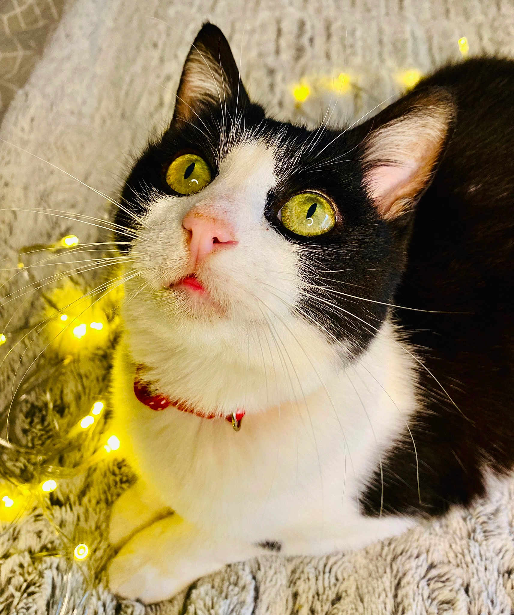 Félicia