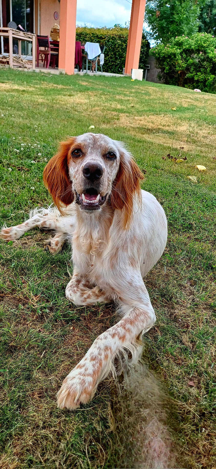 Valinka participe au concours pour gagner de l'argent avec cette photo : dog, grass, outdoor, pet, animal, canine, happy, smiling, sitting, fur, nature, yard, house, porch, chair, greenery, daylight, playful, relaxed, domestic