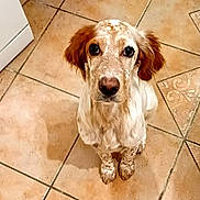 Valinka participe au concours pour gagner de l'argent avec cette photo : dog, puppy, kitchen, floor, tile, brown, white, ears, pet, looking_up, sitting, animal, domestic_animal, cute, young, fur, canine, indoor, waiting, adorable