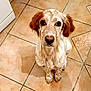 adorable, animal, brown, canine, cute, dog, domestic_animal, ears, floor, fur, indoor, kitchen, looking_up, pet, puppy, sitting, tile, waiting, white, young