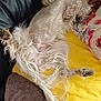 Valinka a rejoint le concours — aidez-le/la à gagner de superbes lots ! dog, sleeping, couch, pillow, relaxing, pet, fur, long_hair, white_fur, brown_spots, indoor, cozy, resting, paw, canine, domestic_animal, comfortable, animal, house, laying_down