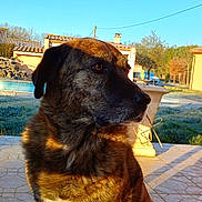 Alba participe au concours pour gagner de l'argent avec cette photo : animal, backyard, brindle, brown, calm, canine, daylight, dog, fur, looking_away, nature, outdoor, patio, pet, quiet, side_view, sitting, sunlight, tiles, white_patch
